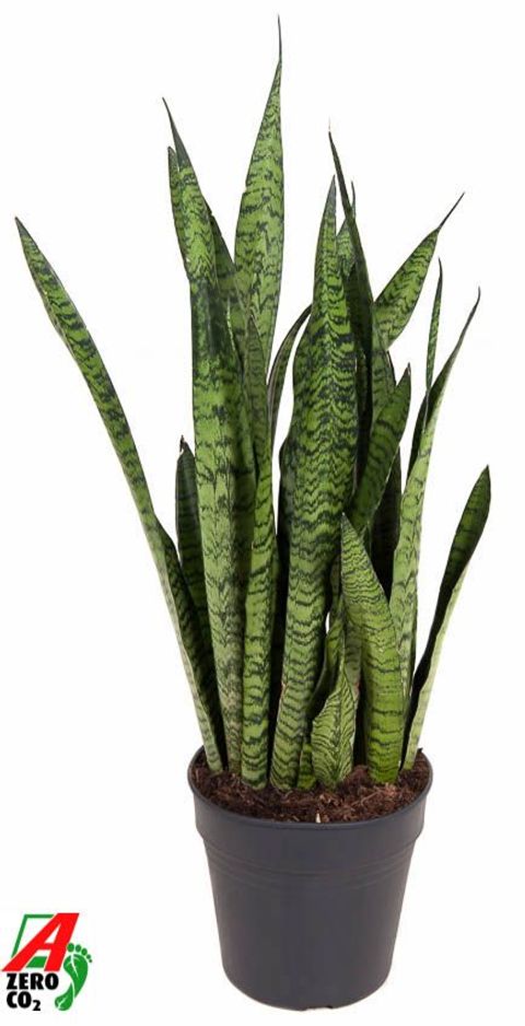 Sansevieria zeylanica