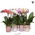 Phalaenopsis LITTLE KOLIBRI MIX