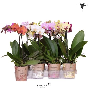Phalaenopsis LITTLE KOLIBRI MIX