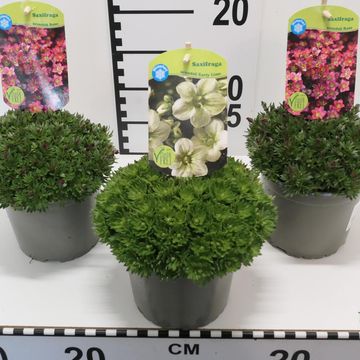 Saxifraga ALPINO MIX