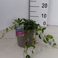 Vinca minor