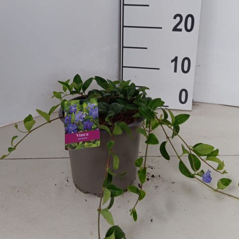 Vinca minor