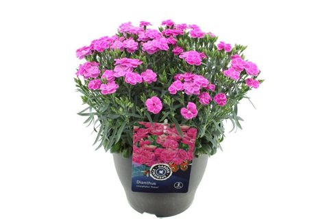 Dianthus caryophyllus 'Peman'