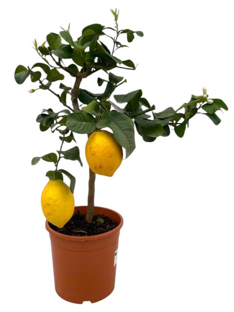 Citrus limon