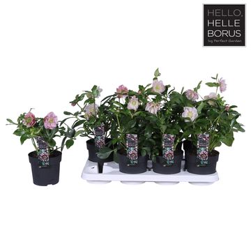 Helleborus orientalis 'Double Ellen Spotted Pink'