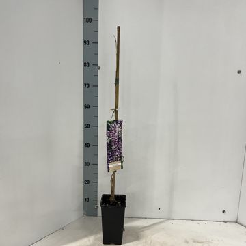 Wisteria floribunda 'Issai Perfect'