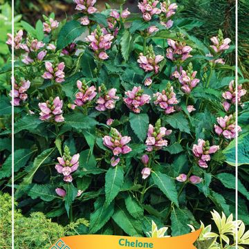 Chelone obliqua