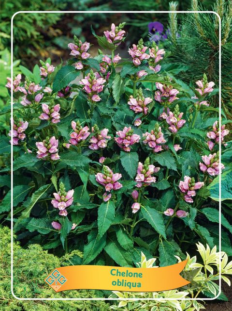 Chelone obliqua
