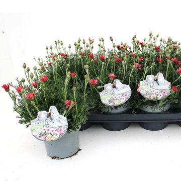 Rhodanthemum hosmariense