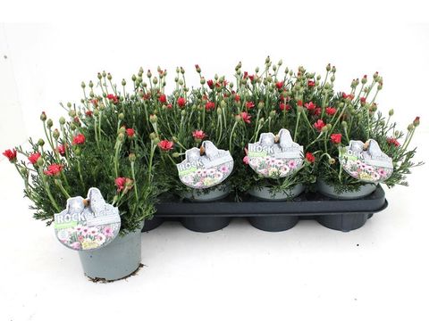 Rhodanthemum hosmariense