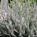 Calluna vulgaris 'Beoley Silver'