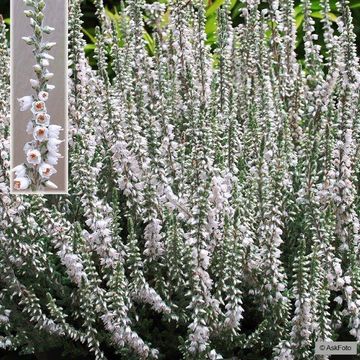 Calluna vulgaris 'Beoley Silver'