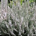 Calluna vulgaris 'Beoley Silver'