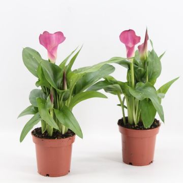 Zantedeschia 'Captain Cheerio'