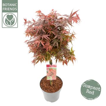 Acer palmatum 'Shaina'