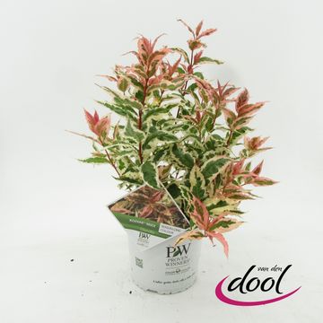 Diervilla x splendens KODIAK MIXX