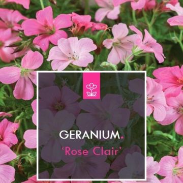 Geranium x oxonianum 'Rose Clair'
