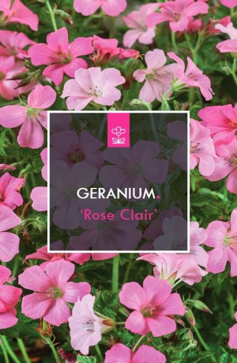 Geranium x oxonianum 'Rose Clair'