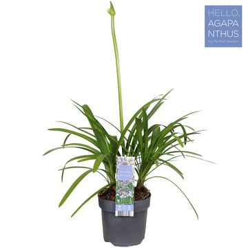 Agapanthus FIREWORKS