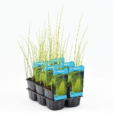 Equisetum fluviatile