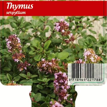 Thymus serpyllum
