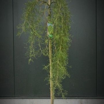 Caragana arborescens 'Walker'