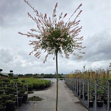 Salix integra 'Hakuro-nishiki'