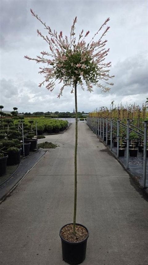 Salix integra 'Hakuro-nishiki'