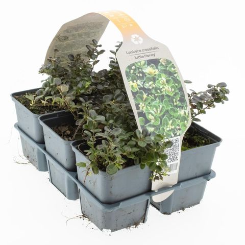 Lonicera crassifolia 'Little Honey'