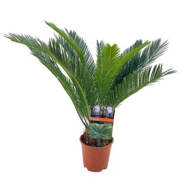Cycas revoluta