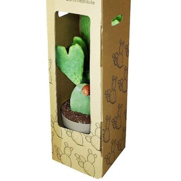 Opuntia ficus-indica