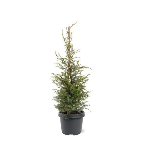 Juniperus communis 'Suecica'