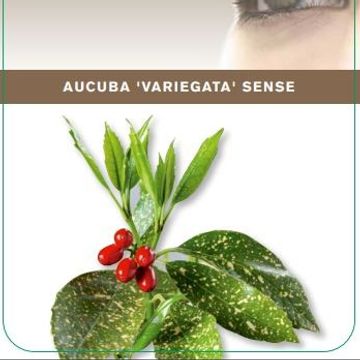 Aucuba japonica 'Variegata'