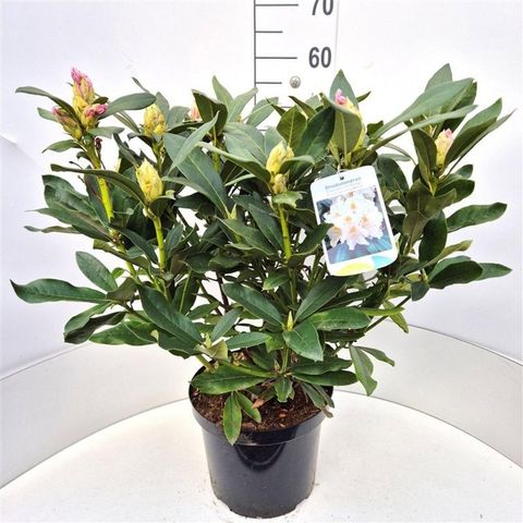 Rhododendron 'Cunningham's White' (C)