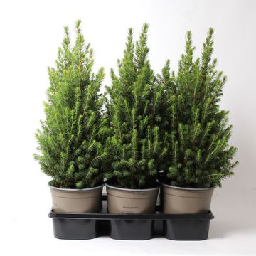 Picea glauca PERFECTA