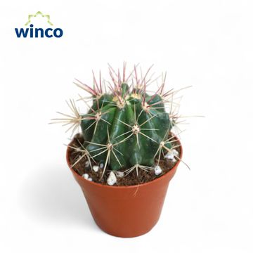 Ferocactus stainesii