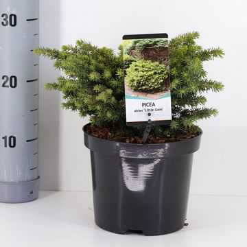 Picea abies 'Литл Джем'