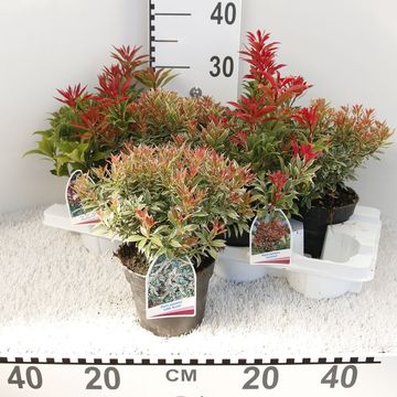 Pieris japonica 'Mountain Fire'