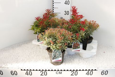 Pieris japonica 'Mountain Fire'