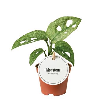 Monstera adansonii MINT