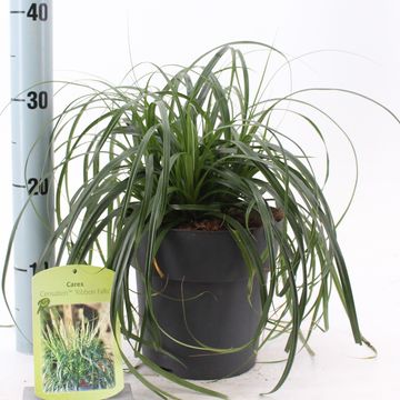 Carex RIBBON FALLS