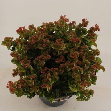 Leucothoe axillaris 'Curly Red'