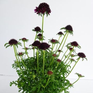 Scabiosa 'Barocca'