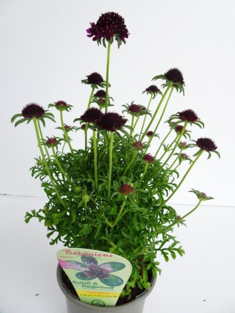 Scabiosa 'Barocca'