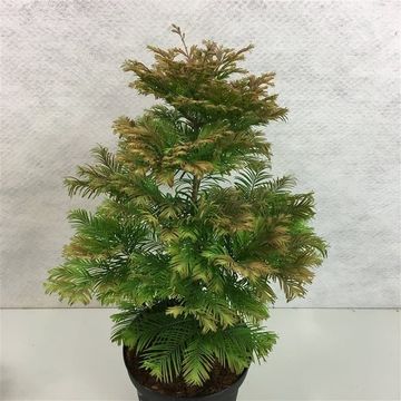 Metasequoia glyptostroboides 'Daweswood Tawny Fleece'
