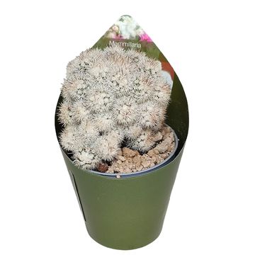 Mammillaria gracilis texensis
