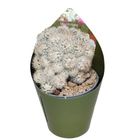 Mammillaria gracilis texensis