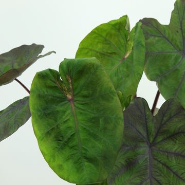 Colocasia 'Madeira Star'