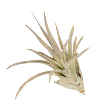 Tillandsia harrisii