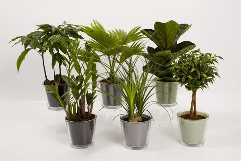 Ev bitkileri MIX